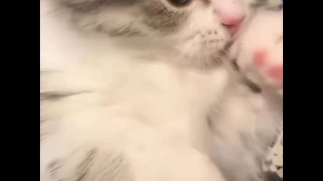 Cat funny video 😁❤️
