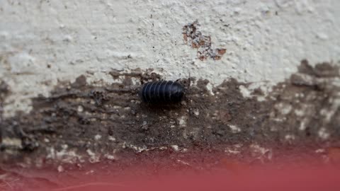 Roly poly