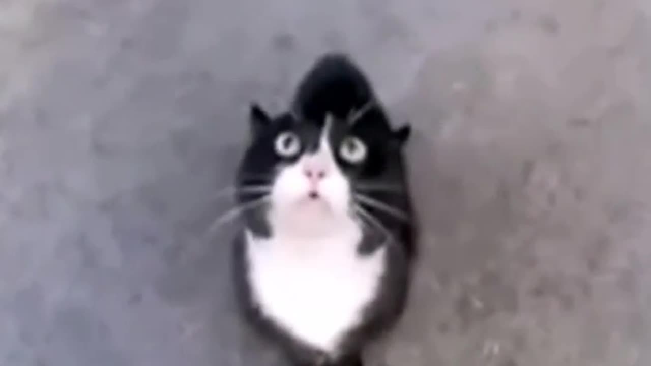 LOL CATS TIM TEBOW 316 - The Remix Bros