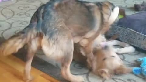 Two dogs are playing together and fighting eachother 🙏🦴