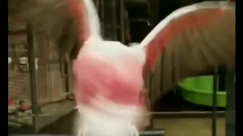 Parrot Dancing