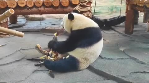 panda