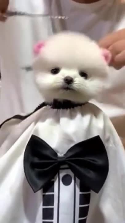 Small dog 🐕 cute a new hair #short