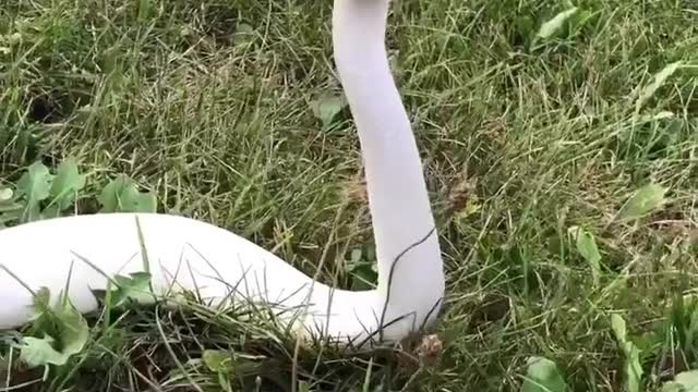 White King Cobra