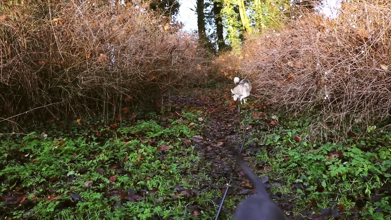 CANE CORSO PUPPIES WOODLAND ADVENTURE!