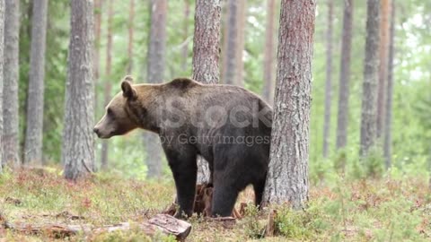 Brown Bear Rubbing Its Back Against Tree Stock Video - Download Video Clip Now - iStock