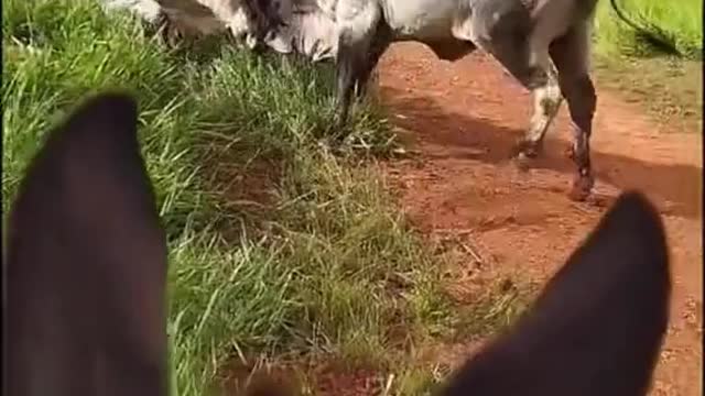 Bulls fight