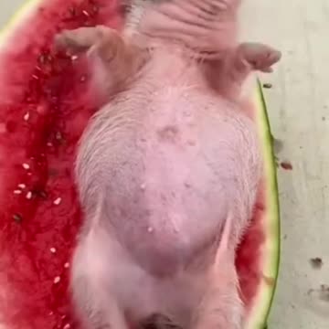 Porquinhos Fofos - Animais Engraçados #shorts.mp4