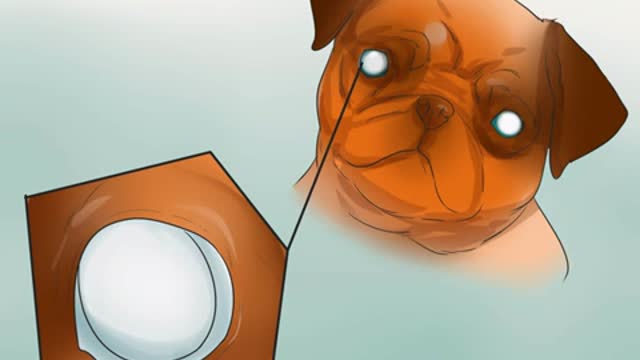 How to diagnose eye problem in dog, dog, pug, eye treatment.