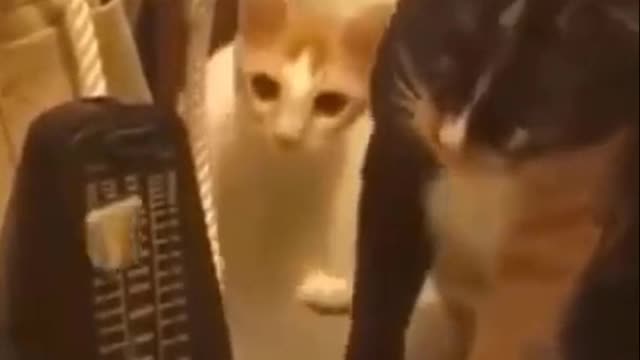 Cutest Try not to Laugh Kittens - Pups - 64