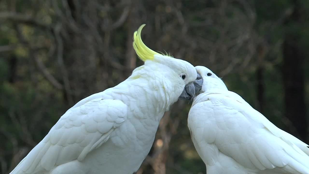 Beatiful big white birds carelessing each other