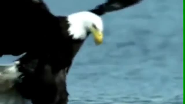 Eagle fish hunting in water