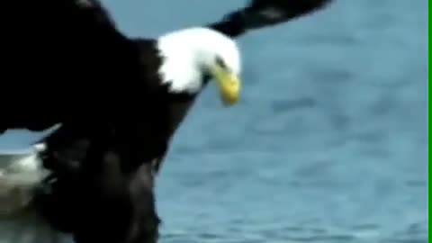 Eagle fish hunting in water