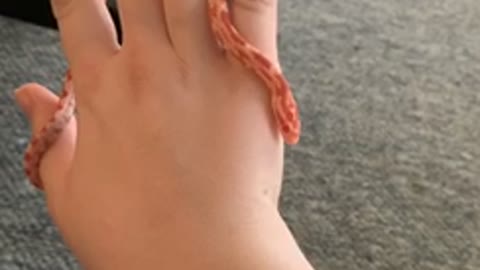 Baby snake