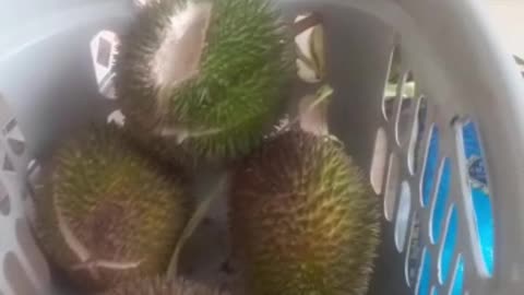 Buah DURIAN