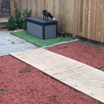 002 - Baby Foxes Are Being Spotted All Across Toronto & The Pics Are Adorable