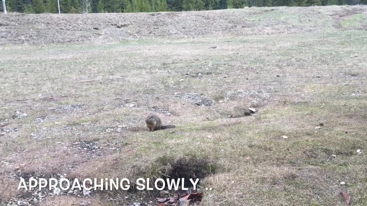 Ground Squirrel is Very "Hoppy" to Receive Tasty Carrot from Local Visitor