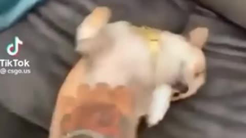 Cute dog funny video most viewed on YouTube 😅"