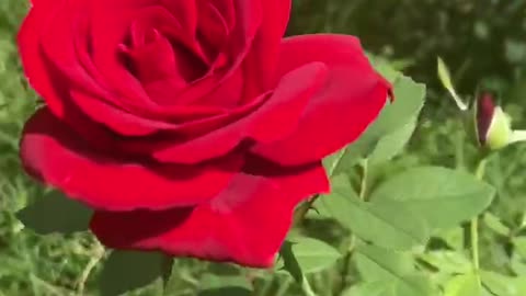 The flowers are beautiful