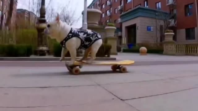 puppy skateboard