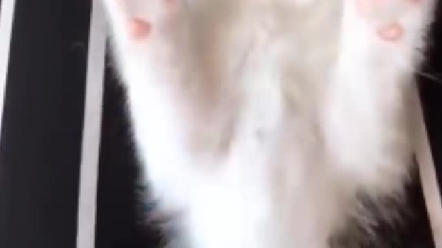 Cute and funny kittens video