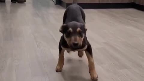 happy happy dog Dance