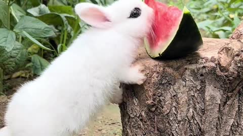 Tutu eats watermelon