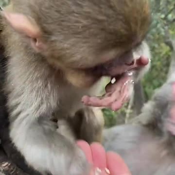 🐒 Cute Baby🙉 Monkey🐵😁 😁