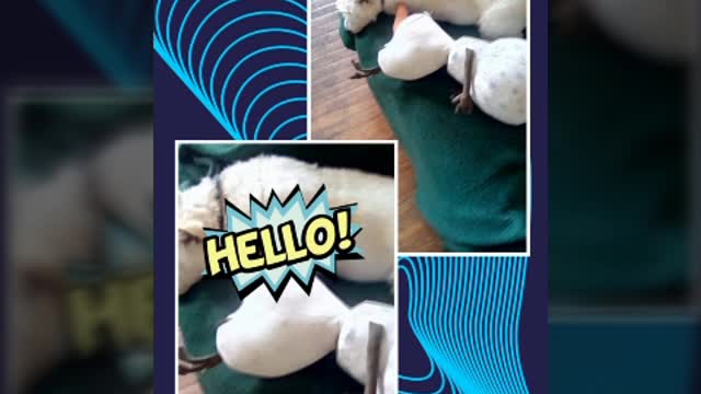 afternoon video
