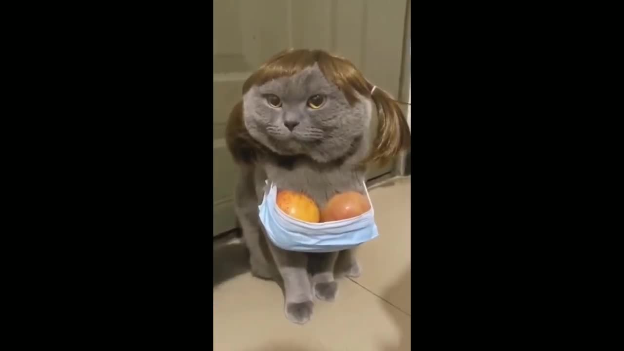 Dogs And Cats Funny Video.
