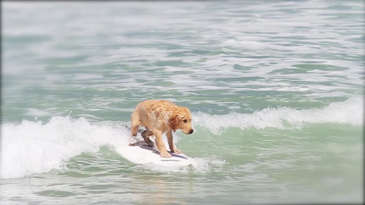 Cute Golden Retriever Learning to Surf