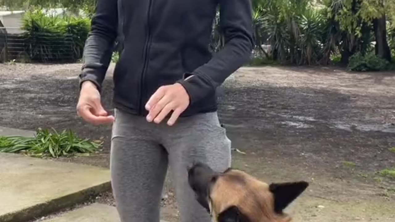 Dog training