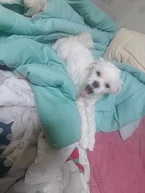 Cute puppy is yawning