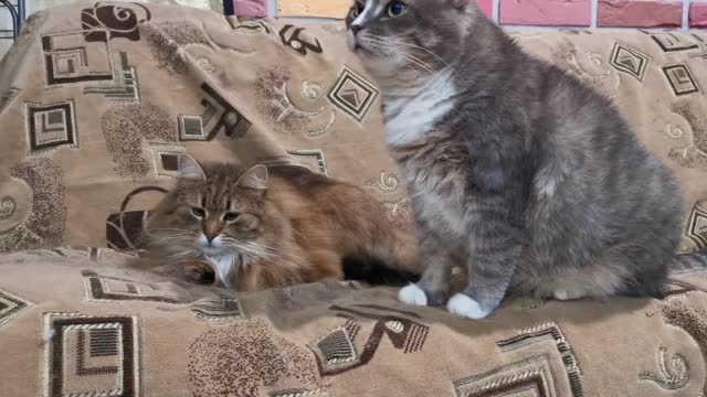 Brown and Gray cats on a couch