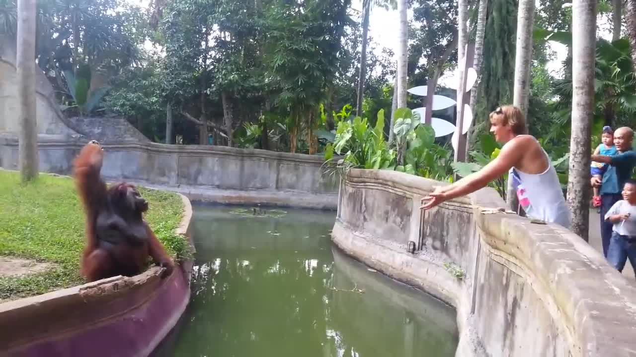 Clever Orangutan Makes a Fair Trade With Human