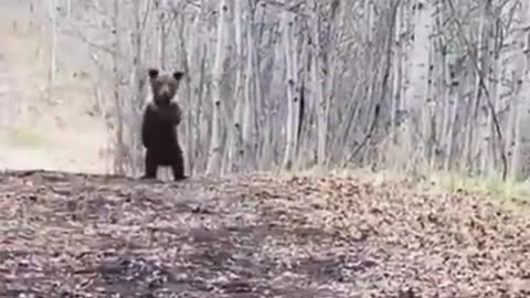 Baby Bear is trying to scare the Cameraman