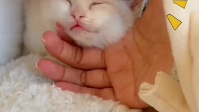 Cute cat, there must be something cute