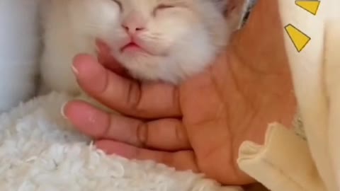 Cute cat, there must be something cute
