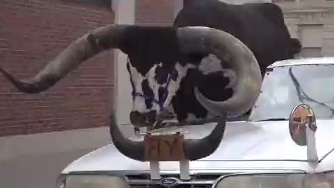 Man in Nebraska gets pulled over by police with a bull as his passenger.