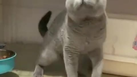 Funny Animals Funny Cat video Clip
