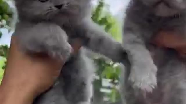 Wow Most Beautiful Cats # Viral # Trending # Shorts