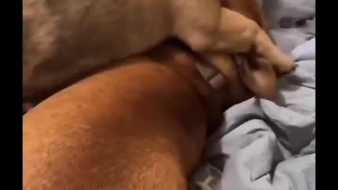 Doggie trits