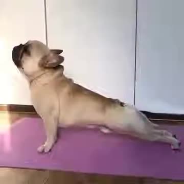 yoga dog perfect