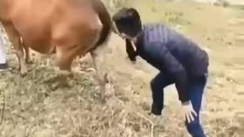 funny cow with boy new video 2021