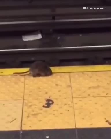 Guy kicks rat onto train tracks in train station