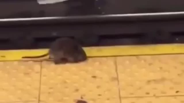 Guy kicks rat onto train tracks in train station