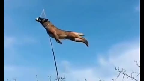 Dog jumping video