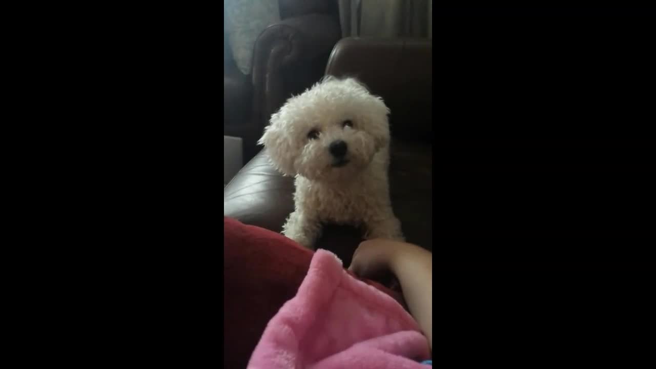 The Puppy Wants Attention