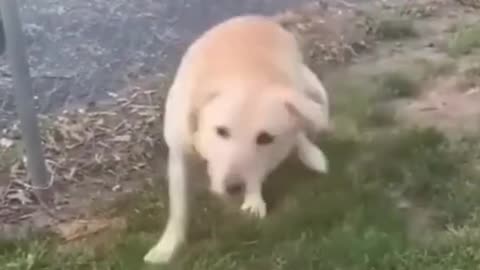 Funny Animal