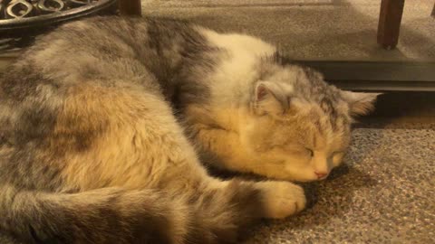 Once day of Tom when he sleep so peaceful in our home.